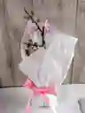 Flores - Miniorquidea En Matera De Ceramica - Detalle Con Amor Para Regalo En Fecha Especial, Amor Y Amistad, Cumpleaños, Aniversarios, Condolencias, Graduación, Felicitación Y Agradecimiento.