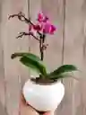 Flores - Miniorquidea En Matera De Ceramica - Detalle Con Amor Para Regalo En Fecha Especial, Amor Y Amistad, Cumpleaños, Aniversarios, Condolencias, Graduación, Felicitación Y Agradecimiento.