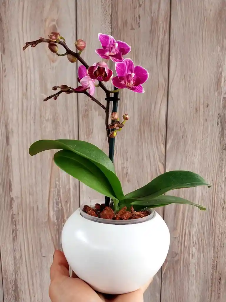 Flores - Miniorquidea En Matera De Ceramica - Detalle Con Amor Para Regalo En Fecha Especial, Amor Y Amistad, Cumpleaños, Aniversarios, Condolencias, Graduación, Felicitación Y Agradecimiento.