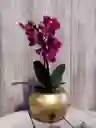 Flores - Miniorquidea En Matera De Ceramica - Detalle Con Amor Para Regalo En Fecha Especial, Amor Y Amistad, Cumpleaños, Aniversarios, Condolencias, Graduación, Felicitación Y Agradecimiento.