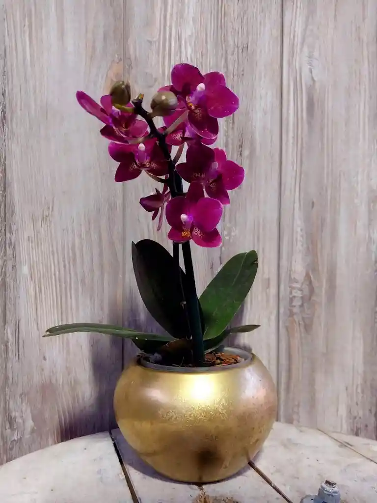 Flores - Miniorquidea En Matera De Ceramica - Detalle Con Amor Para Regalo En Fecha Especial, Amor Y Amistad, Cumpleaños, Aniversarios, Condolencias, Graduación, Felicitación Y Agradecimiento.