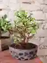 Bonsái Jade - Detalle Con Amor Para Regalo En Fecha Especial, Amor Y Amistad, Cumpleaños, Aniversarios, Condolencias, Graduación, Felicitación Y Agradecimiento.