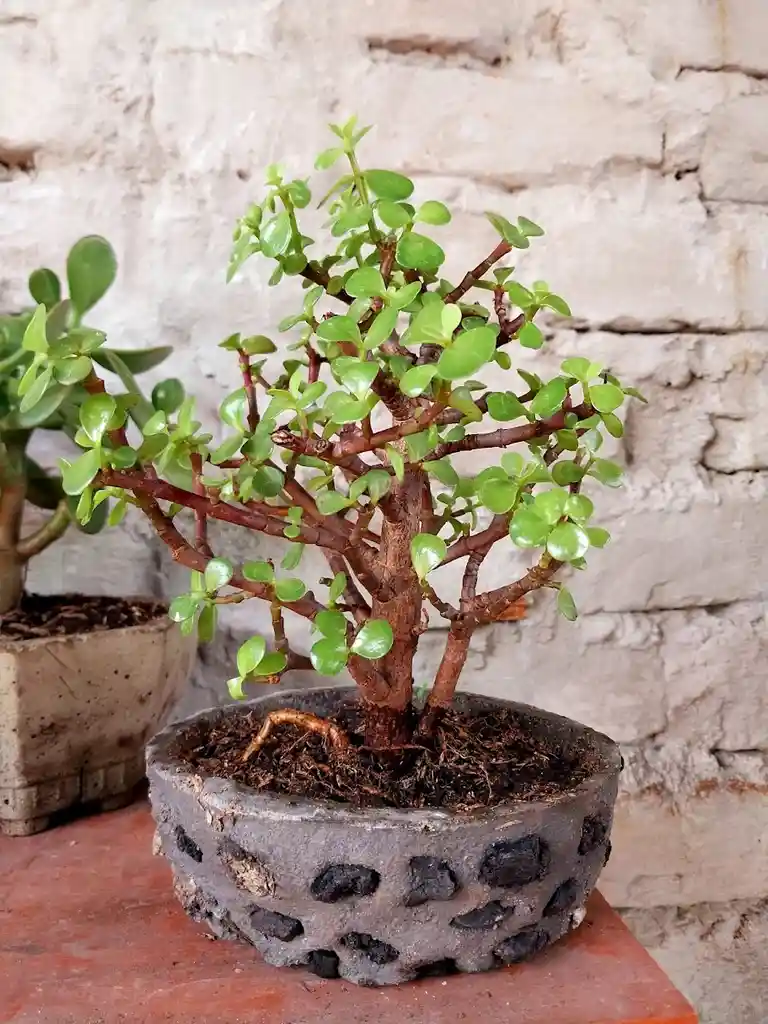 Bonsái Jade - Detalle Con Amor Para Regalo En Fecha Especial, Amor Y Amistad, Cumpleaños, Aniversarios, Condolencias, Graduación, Felicitación Y Agradecimiento.