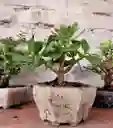 Bonsái Jade - Detalle Con Amor Para Regalo En Fecha Especial, Amor Y Amistad, Cumpleaños, Aniversarios, Condolencias, Graduación, Felicitación Y Agradecimiento.