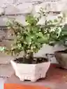 Bonsái Jade - Detalle Con Amor Para Regalo En Fecha Especial, Amor Y Amistad, Cumpleaños, Aniversarios, Condolencias, Graduación, Felicitación Y Agradecimiento.
