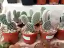 Recordatorio O Souvenir Cactus Mickey - Detalle Con Amor Para Regalo En Fecha Especial, Amor Y Amistad, Cumpleaños, Aniversarios, Condolencias, Graduación, Felicitación Y Agradecimiento.