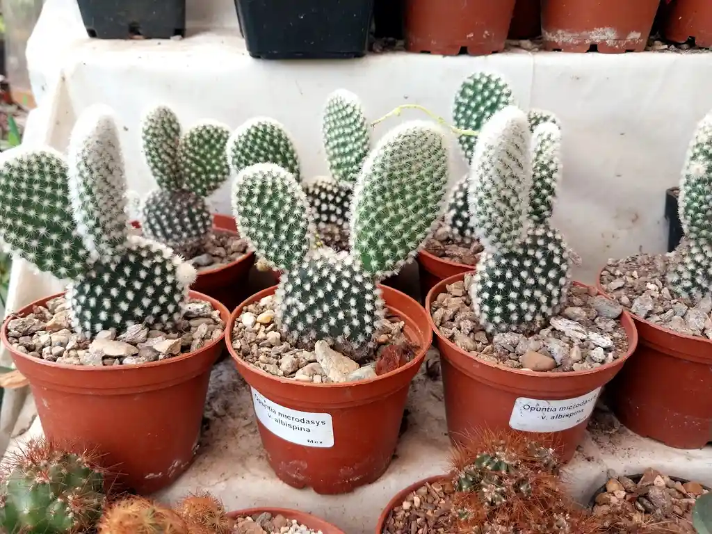 Recordatorio O Souvenir Cactus Mickey - Detalle Con Amor Para Regalo En Fecha Especial, Amor Y Amistad, Cumpleaños, Aniversarios, Condolencias, Graduación, Felicitación Y Agradecimiento.
