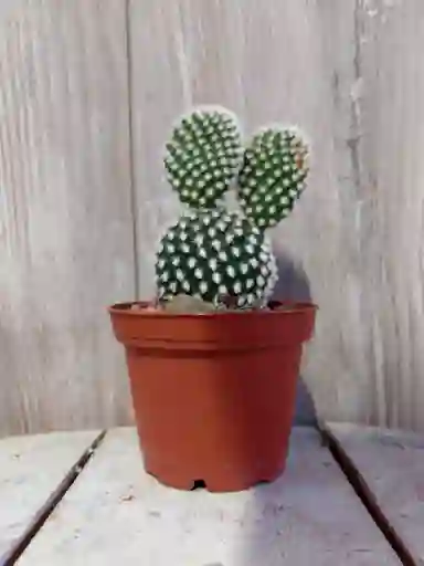 Recordatorio O Souvenir Cactus Mickey - Detalle Con Amor Para Regalo En Fecha Especial, Amor Y Amistad, Cumpleaños, Aniversarios, Condolencias, Graduación, Felicitación Y Agradecimiento.
