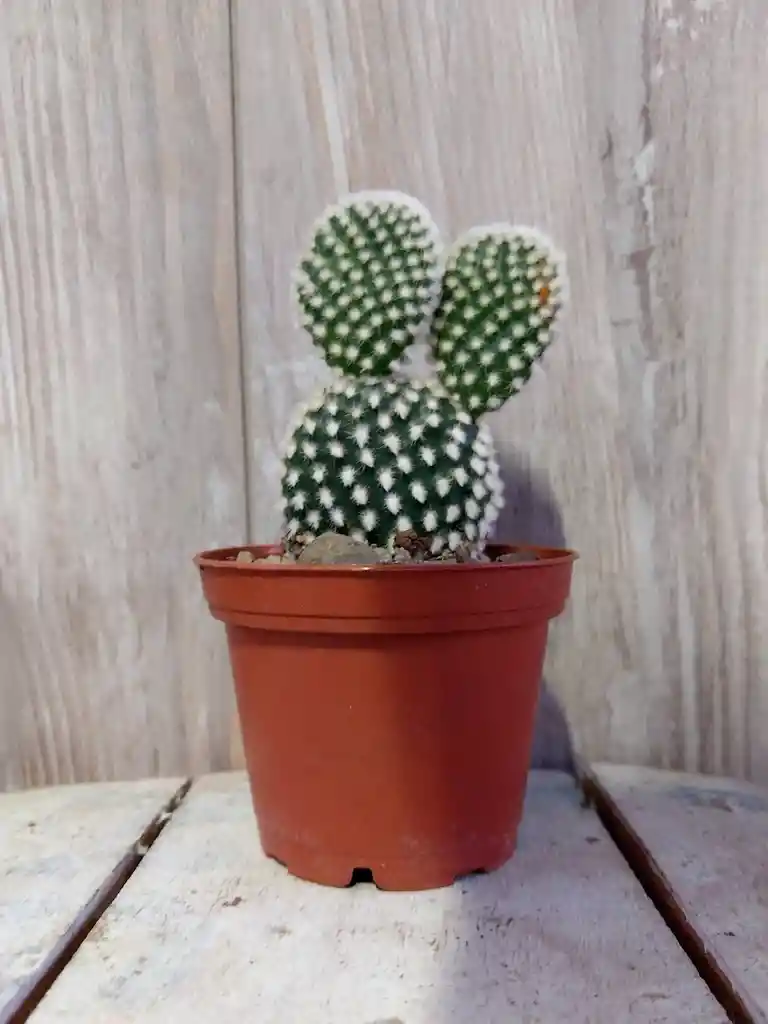Recordatorio O Souvenir Cactus Mickey - Detalle Con Amor Para Regalo En Fecha Especial, Amor Y Amistad, Cumpleaños, Aniversarios, Condolencias, Graduación, Felicitación Y Agradecimiento.