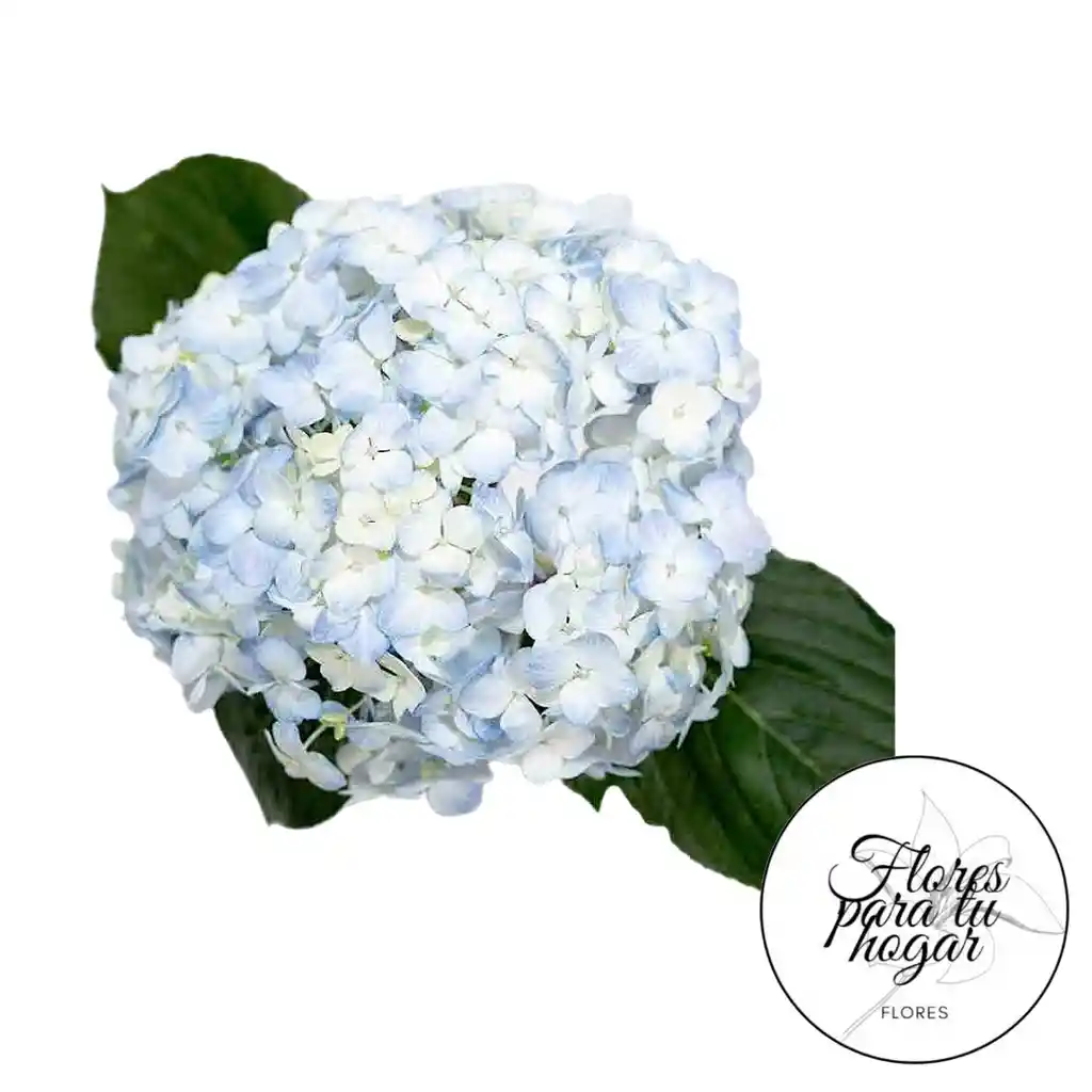 Hortensia Azul Unidad