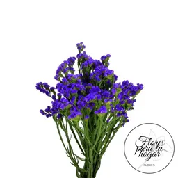 Statis Paquete