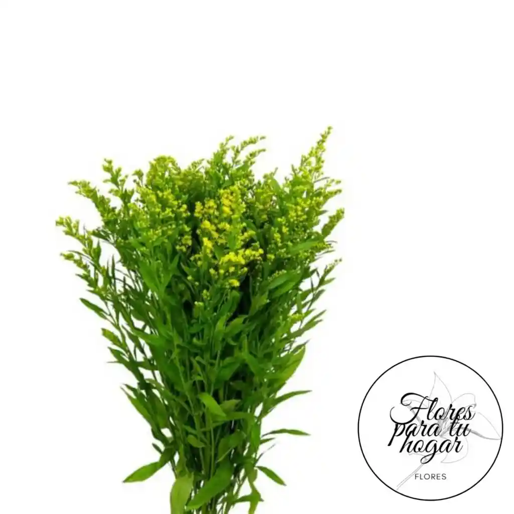 Solidago Paquete