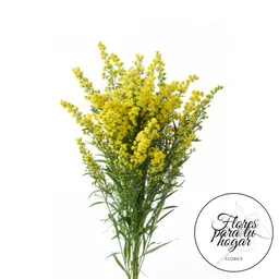 Solidago Paquete