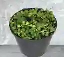 Planta Camándula