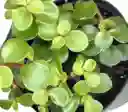 Planta Jade Hembra