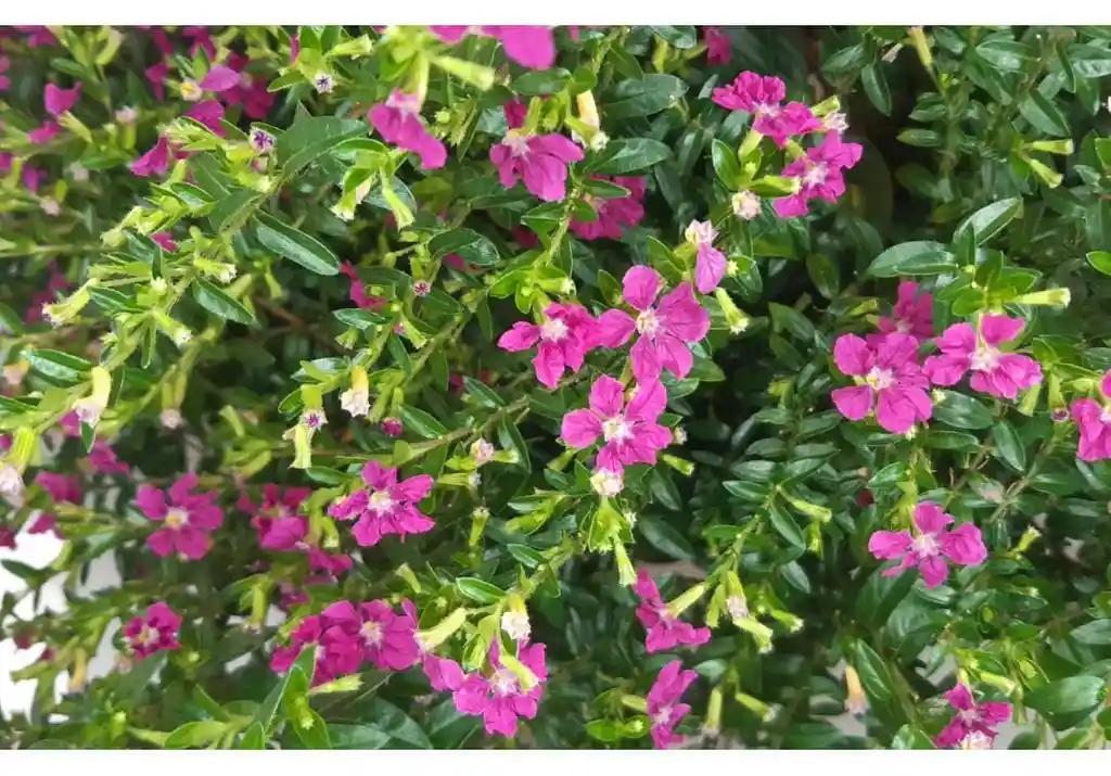 Planta Diosma Fucsia