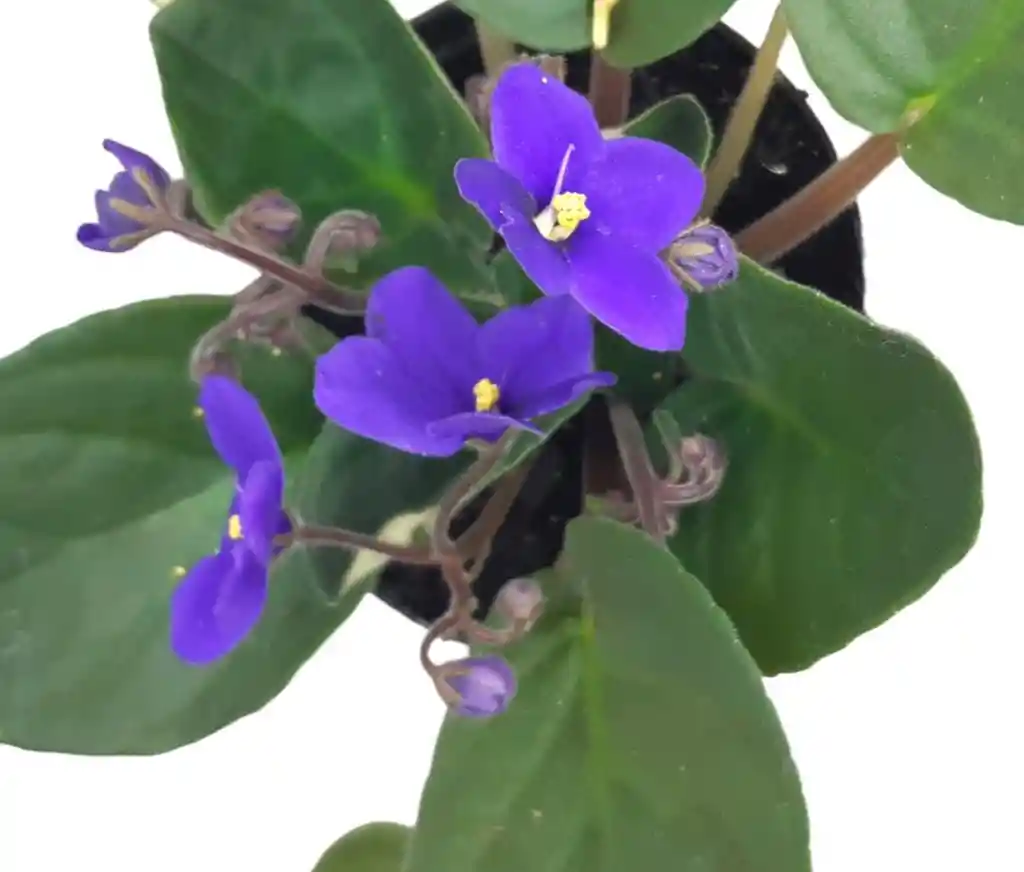 Planta Violeta Africana Purpura