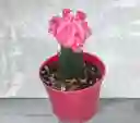 Planta Cactus Coreano Rosado