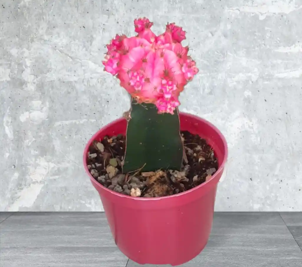 Planta Cactus Coreano Rosado