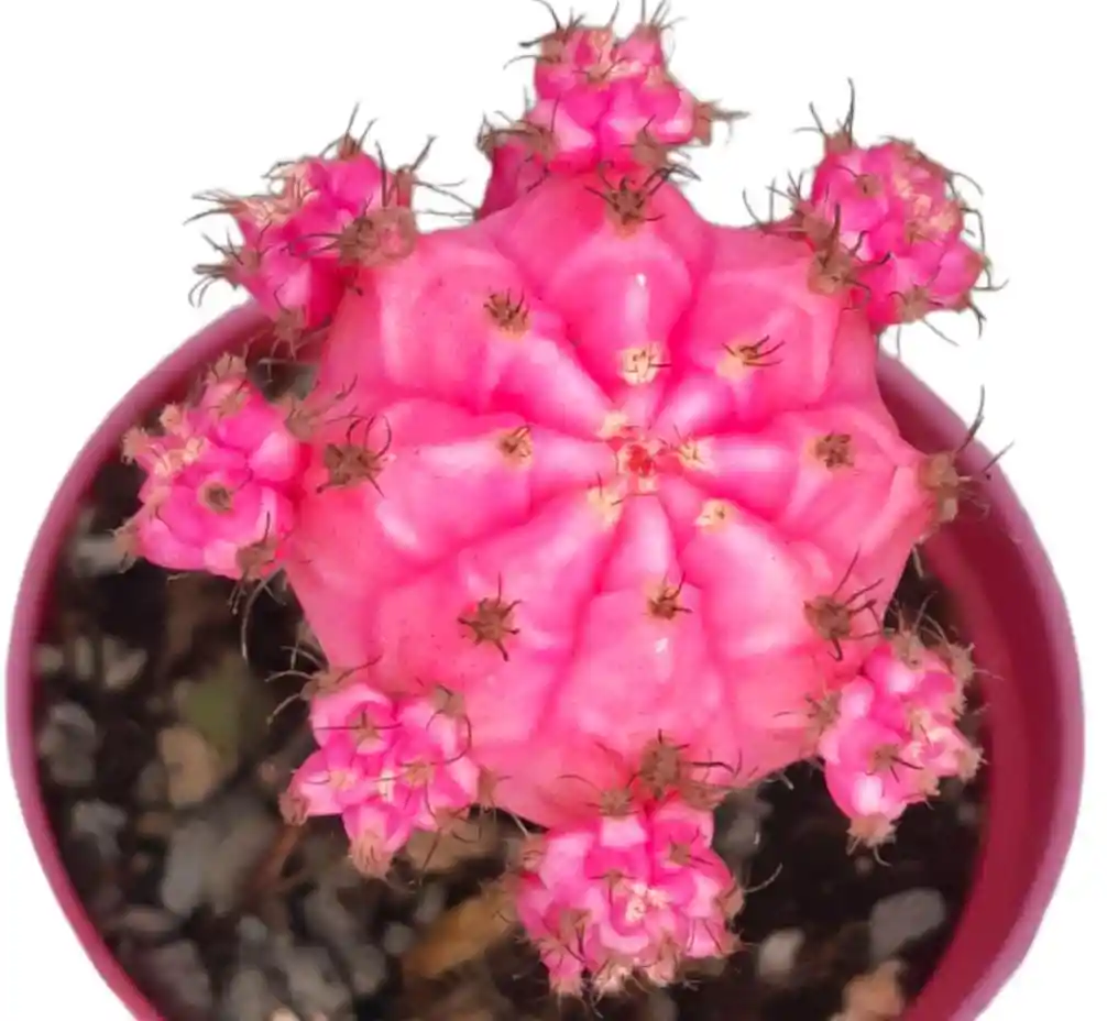 Planta Cactus Coreano Rosado