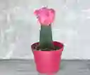 Planta Cactus Coreano Rosado