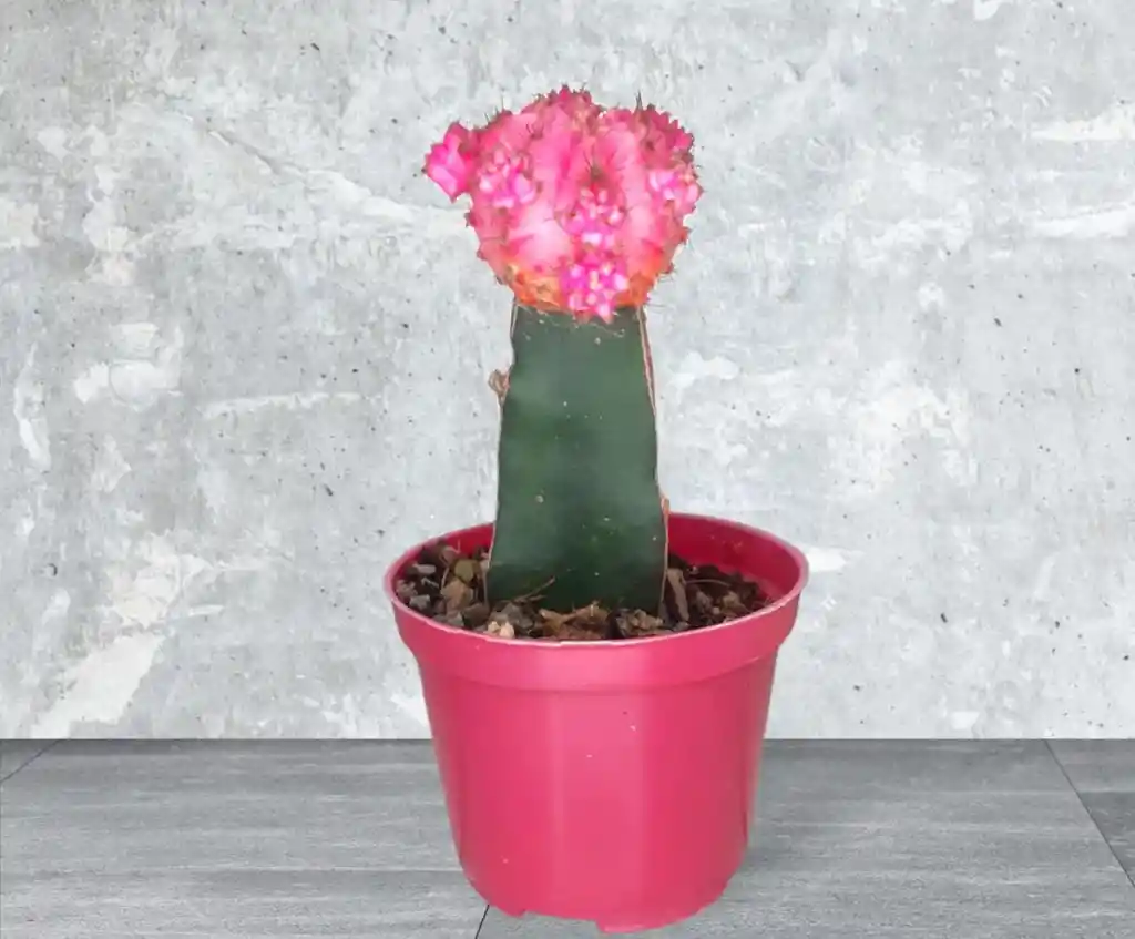 Planta Cactus Coreano Rosado