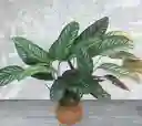 Kokedama Calathea Pizarra