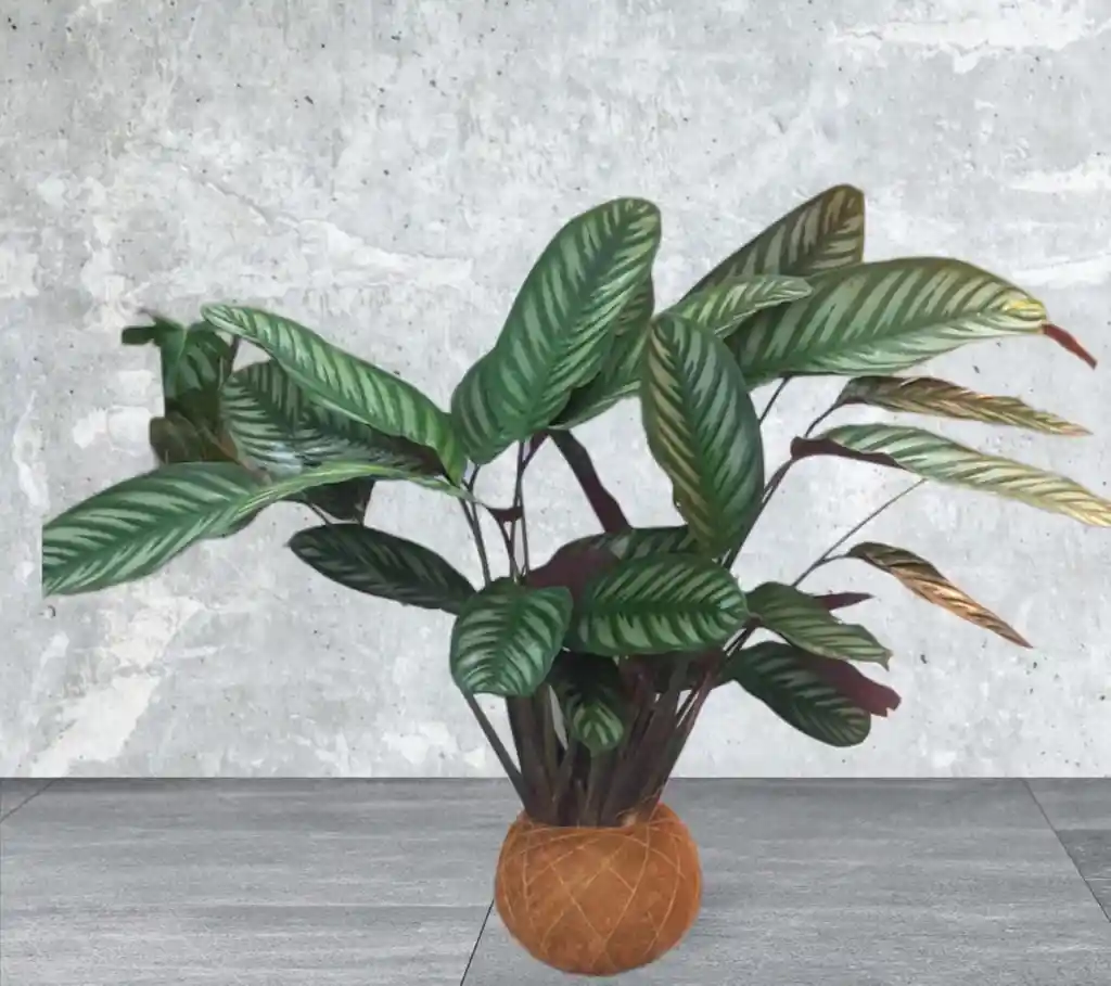 Kokedama Calathea Pizarra