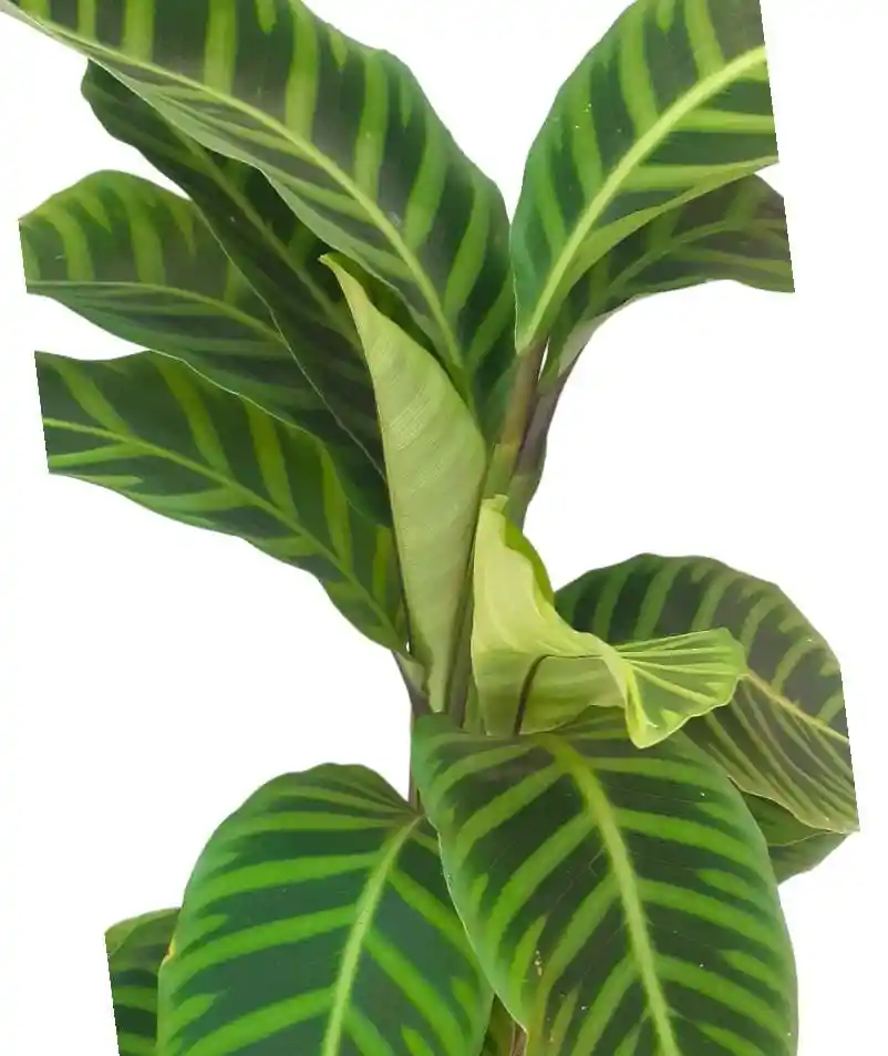 Kokedama Calathea Pana