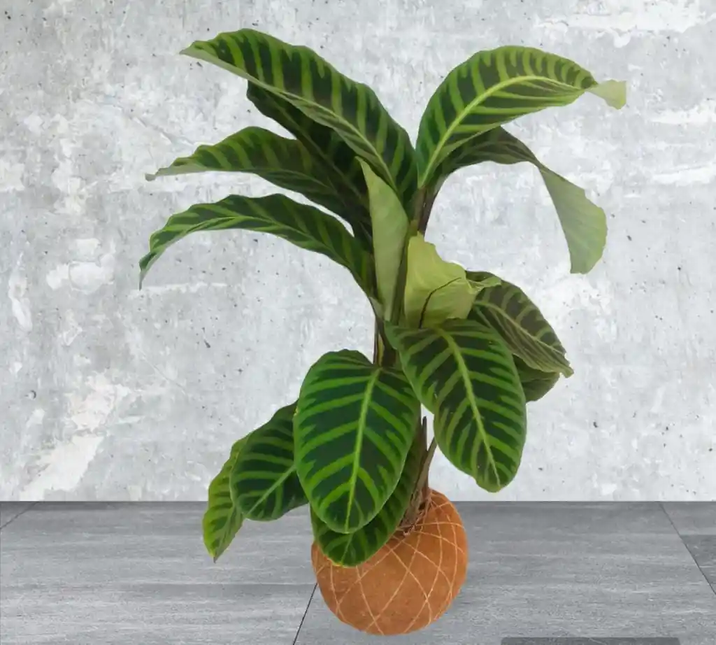 Kokedama Calathea Pana