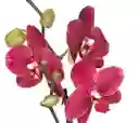 Orquídea Morada