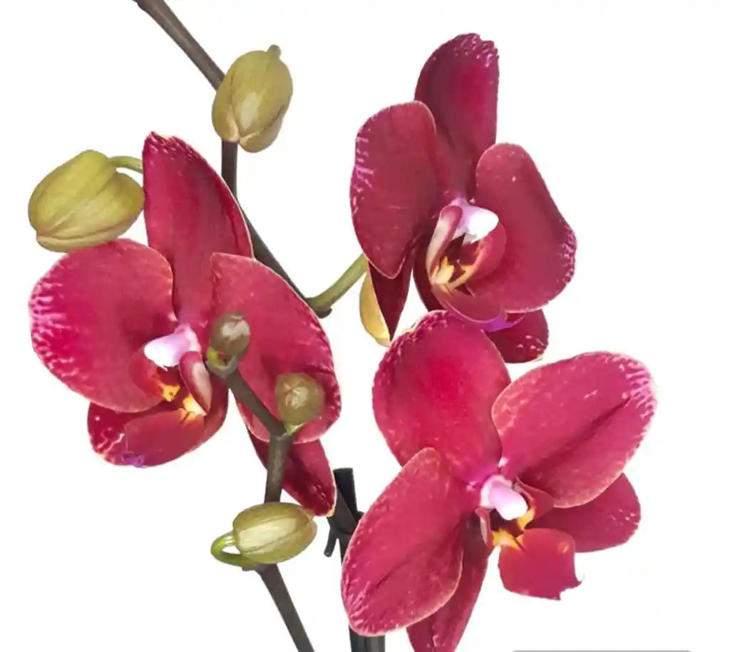 Orquídea Morada