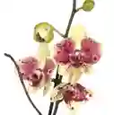 Orquídea Morado Con Amarrilla Dos Baras