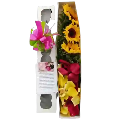 Caja De Girasoles
