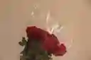 Red Roses