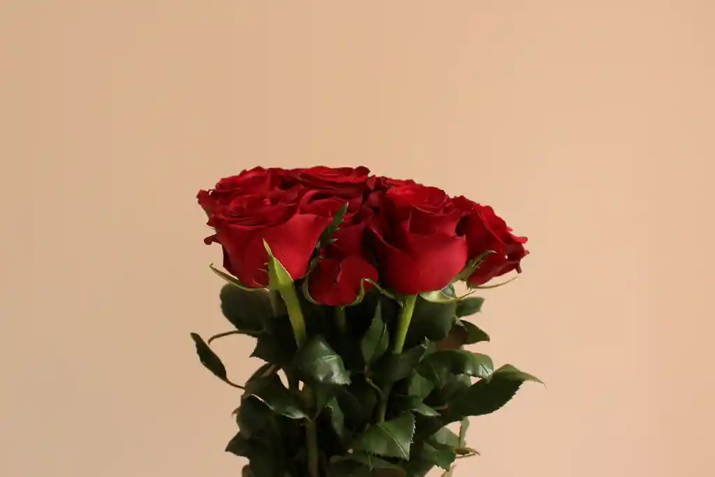 Red Roses