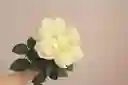 White Roses