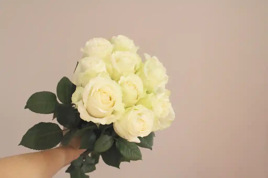 White Roses