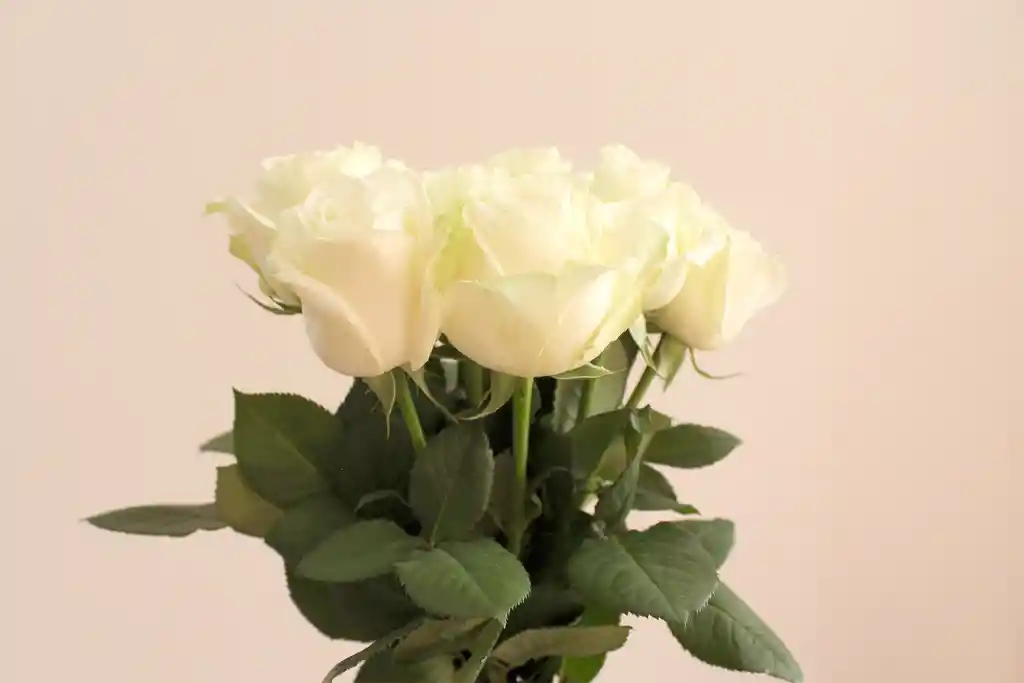 White Roses