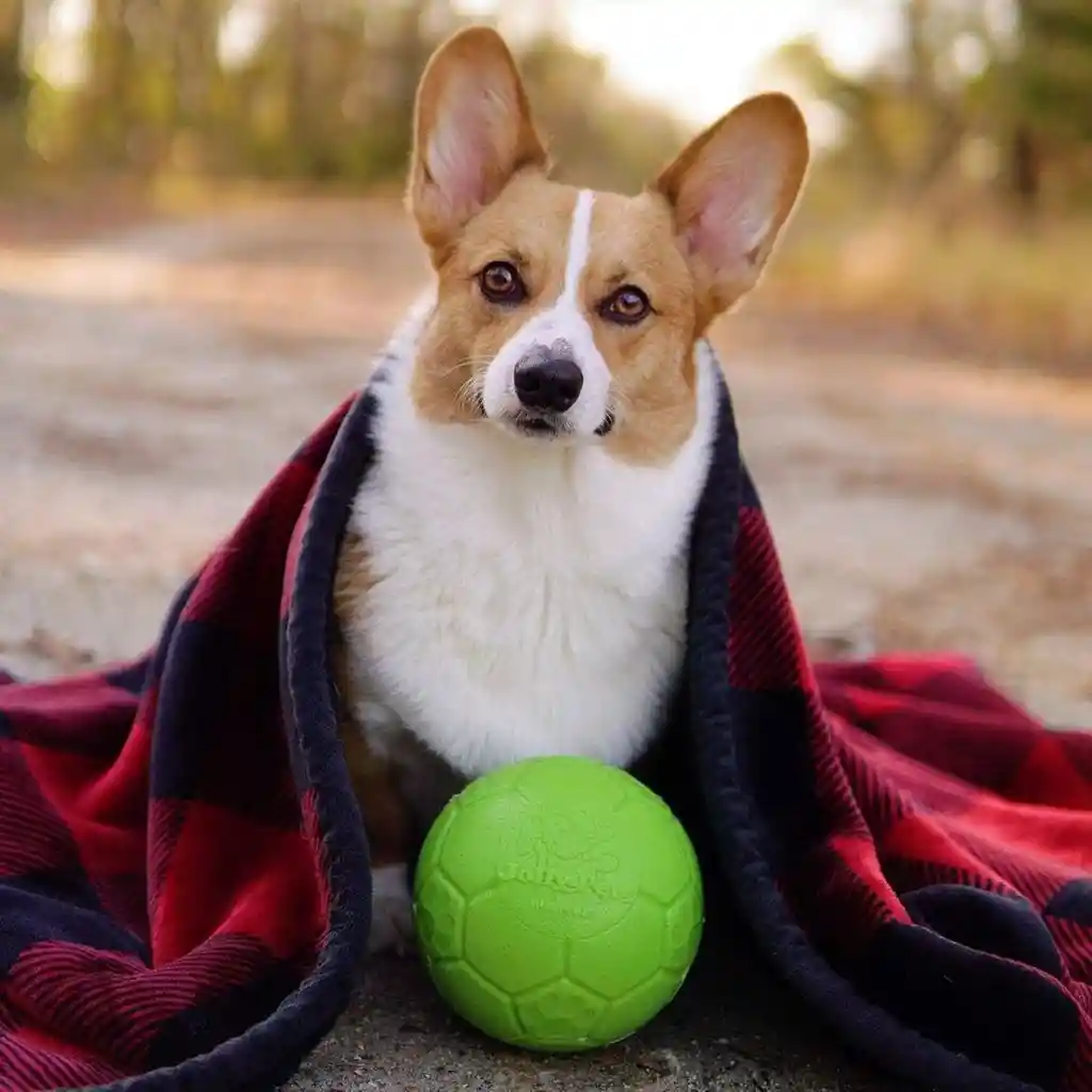 Pelota De Fútbol Flotante Para Perros Jolly Pets