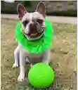 Pelota De Fútbol Flotante Para Perros Jolly Pets