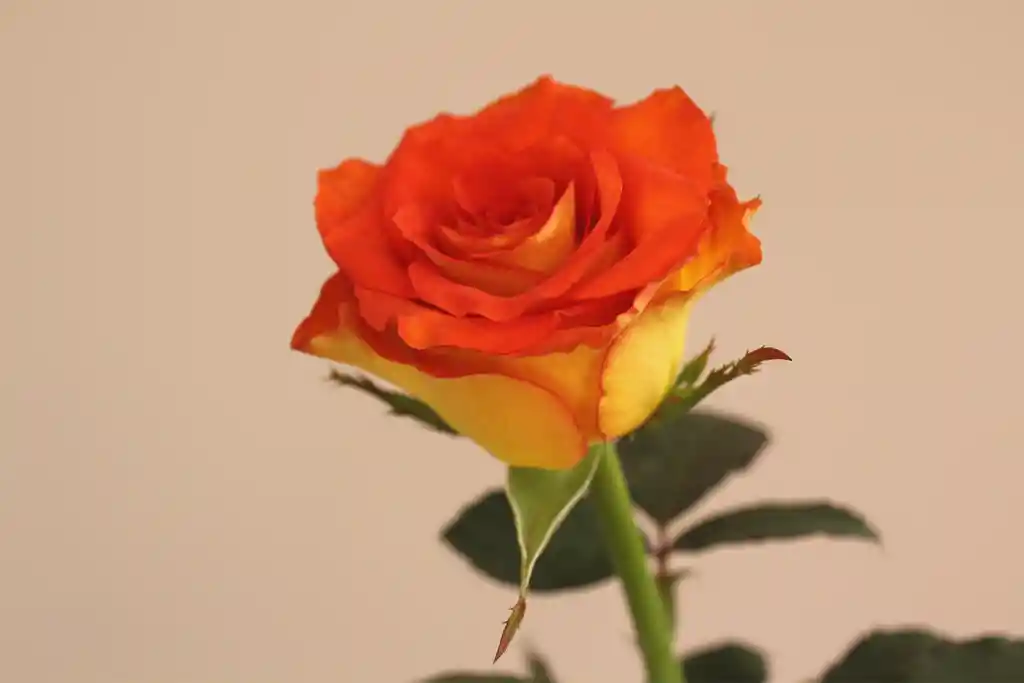 Bicolor Rose