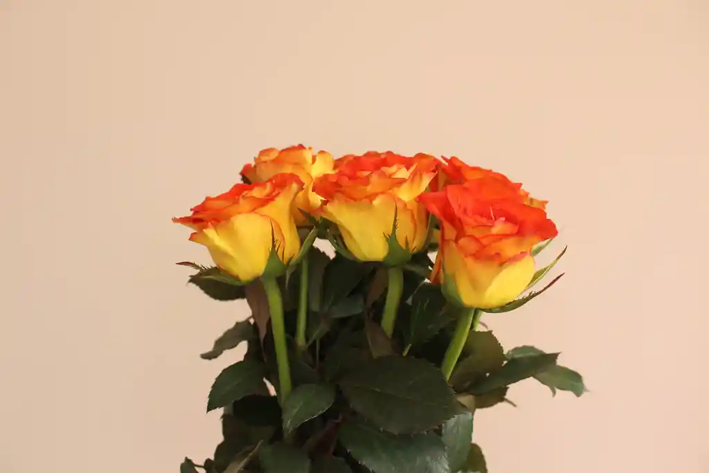 Bicolor Rose