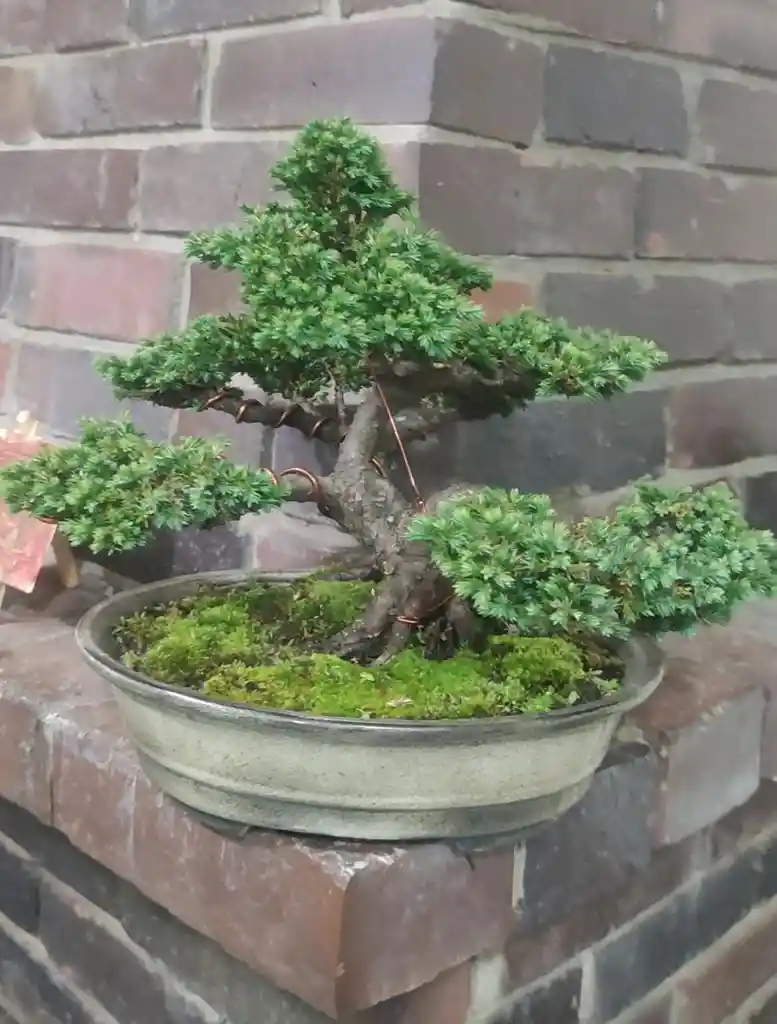 Bonsai Premium - Pino Rastrero - Estilo Moyogui