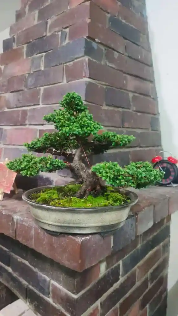 Bonsai Premium - Pino Rastrero - Estilo Moyogui