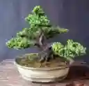 Bonsai Premium - Pino Rastrero - Estilo Moyogui