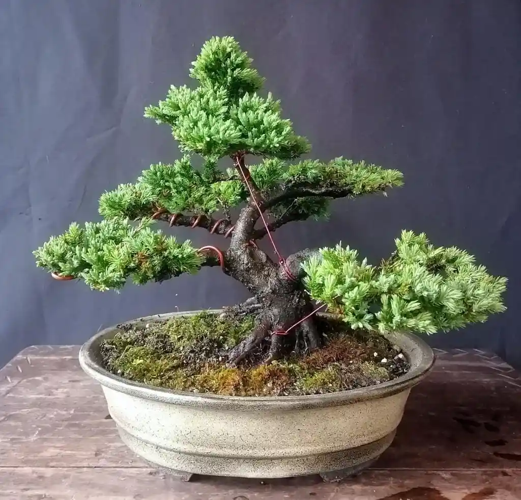 Bonsai Premium - Pino Rastrero - Estilo Moyogui