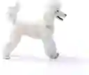 Figura De Animales Perro Caniche Colección Niños Y Niñas