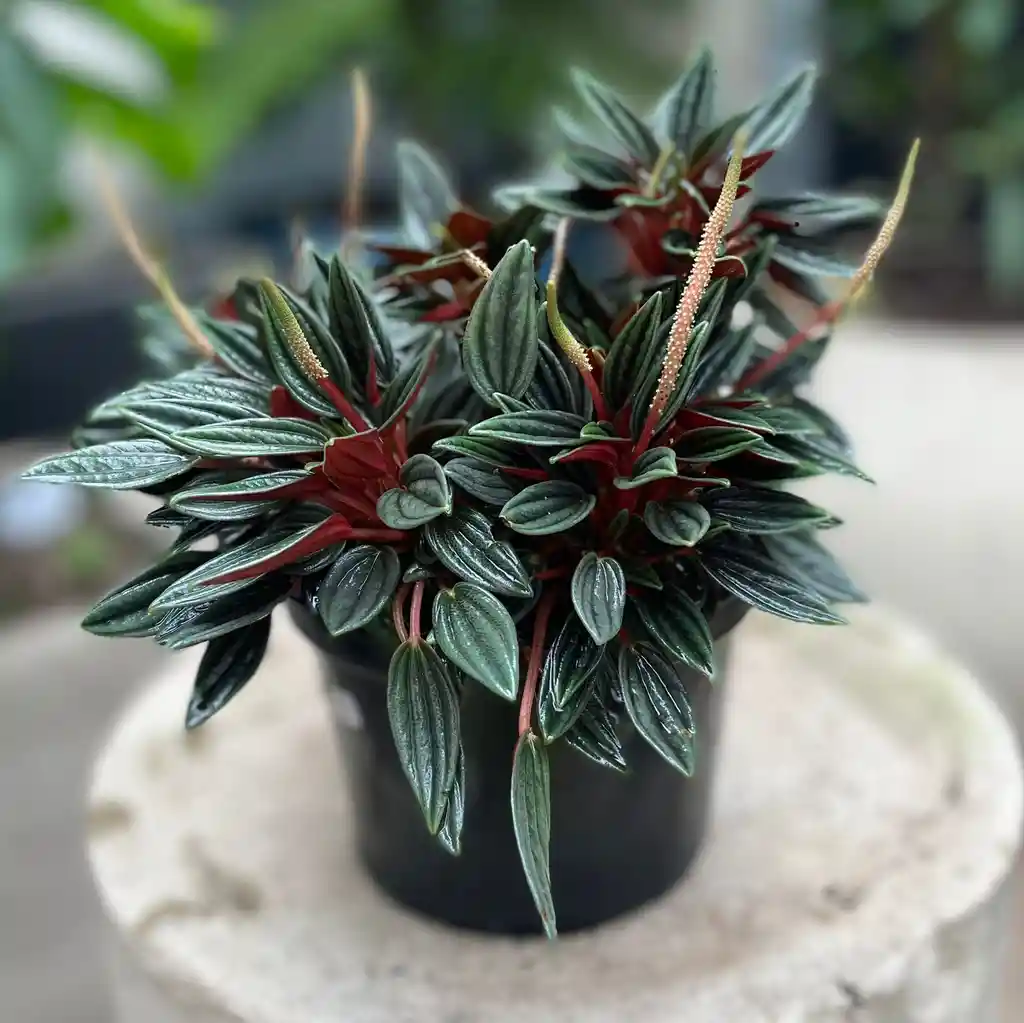 Peperomia Velita