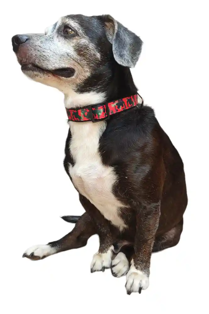 Collar Correa Reata Perros Militar Rojo Perros Medianos-grandes